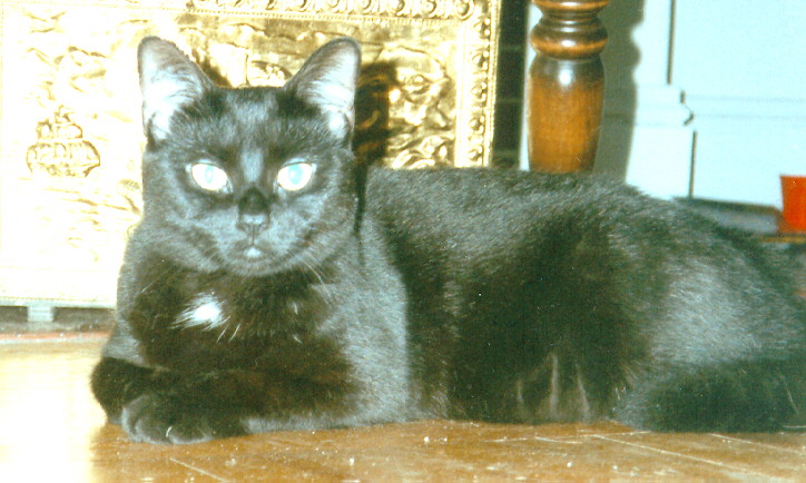 A picture of my black cat